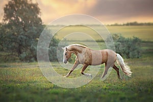 Palomino horse trotting