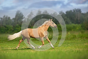 Palomino horse trotting