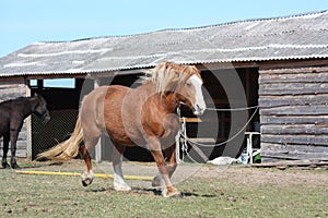 Palomino horse trotting at the field