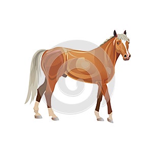 Palomino horse vector
