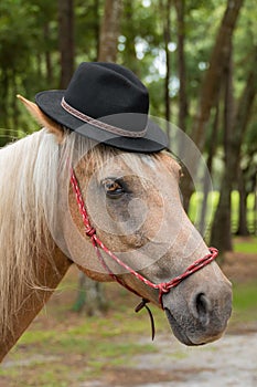 Palomino horse wearing black hat