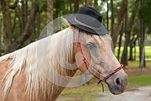 Palomino horse wearing black hat