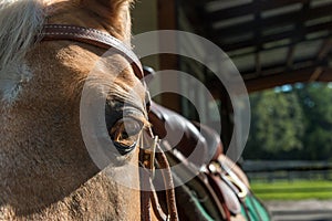 Palomino horse wearing saddle and bridle