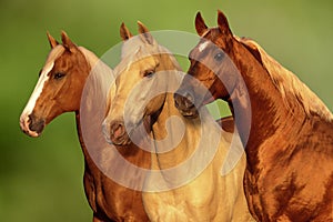 Palomino Horses photo