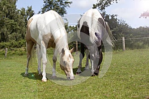 Palomino horses eat grass