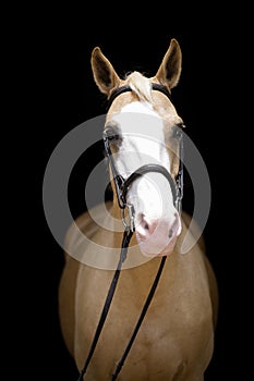 Palomino Hunter Horse