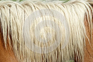 Palomino mane