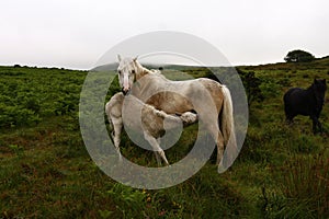 Palomino Mare & foal