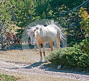 Palomino mare with windblown mane and tail on Tillett Ridge in the Pryor Mountain Wild Horse range in Montana