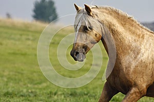 Palomino Peruvian Paso Stallion loose in a field