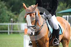 Palomino pony portrait during equestrian competition