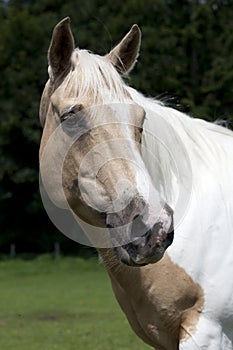 Palomino portrait