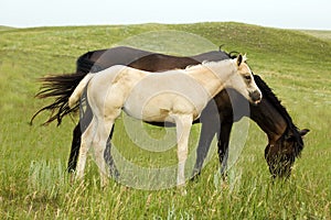 Palomino quarter horse photo