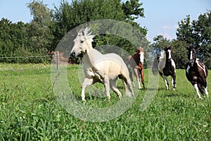 Palomino quarter horse running in front of others