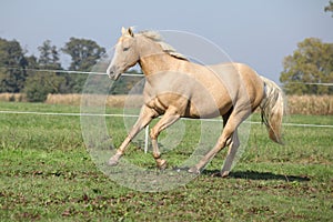 Palomino quarter horse running on pasturage