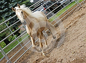 Palomino in the Ring photo