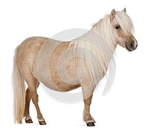 Palomino Shetland pony, Equus caballus photo