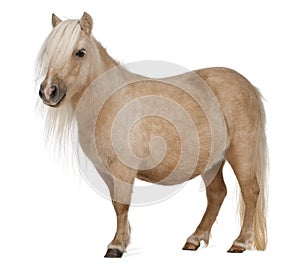 Palomino Shetland pony, Equus caballus photo