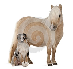 Palomino Shetland pony, Equus caballus photo