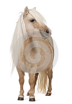 Palomino Shetland pony, Equus caballus, 3 years old