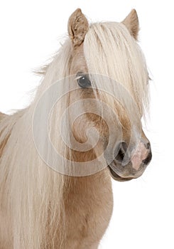 Palomino Shetland pony, Equus caballus, 3 years old