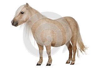 Palomino Shetland pony, Equus caballus, 3 years old