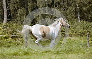 Palomino stallion gallops