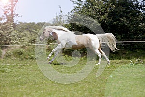 Palomino stallion gallops