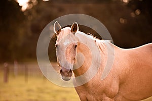 Palomino stallion in green grass pasture at sunset