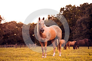 Palomino stallion in green grass pasture at sunset