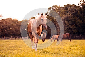 Palomino stallion in green grass pasture at sunset