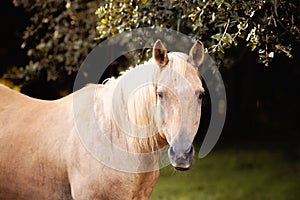 Palomino stallion in green grass pasture at sunset