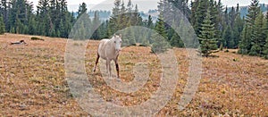 Palomino stallion wild horse with injured leg at dusk sunset in the Pryor Mountains Wild Horse Range in Montana USA