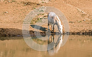 Palomino stallion wild horse reflecting in the water at the water hole in the Pryor Mountains Wild Horse Range in Montana USA