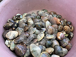 Palourde clams grooved carpet shells, freshly collected. As displayed on a fish market.