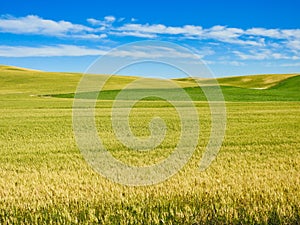 Palouse Hills, Rolling Hills of Farmland