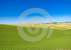 Palouse Hills, Rolling Hills of Farmland