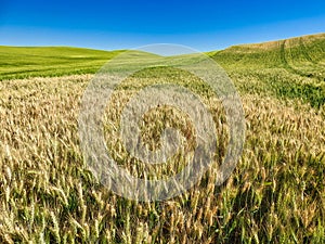 Palouse Hills, Rolling Hills of Farmland