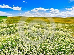 Palouse Hills with White Flowers