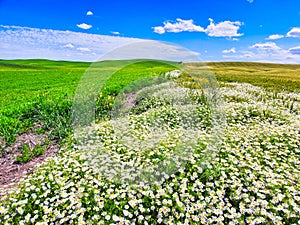 Palouse Hills with White Flowers