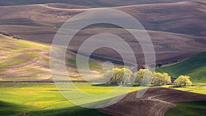 Palouse Region with Row of Trees in Sunlight