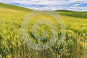 Palouse Region of Washington