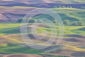 Palouse Rolling farmland hills and wheat fields in the Palouse region of Washington State America from Steptoe Butte near Colfax