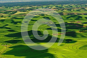 Palouse wheat fields