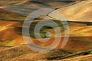 Palouse Wheat Fields