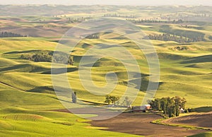 Palouse Wheat Fields