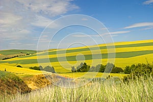 Palouse Wheat fields in countryside