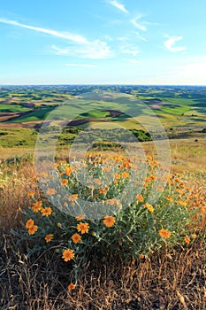 Palouse with Yellow Wildflowers