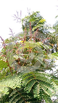 Paltophorum pterocarpum flower buds