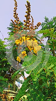 Paltophorum pterocarpum yellow flower buds